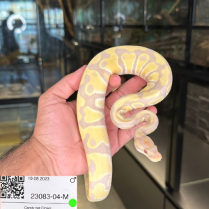 Candy het Clown Male Ball Python